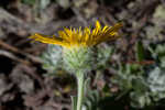 Ccottony goldenaster